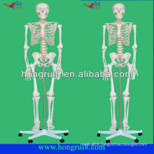 Advanced Life-size plastic human skeletons model